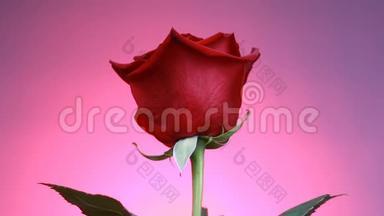 红玫瑰的特写在粉红色的背景上<strong>旋转</strong>。 带有<strong>花瓣</strong>的宏射玫瑰。